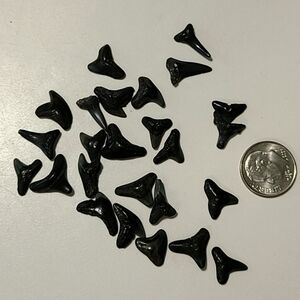 Fossilized Sharks Teeth 25